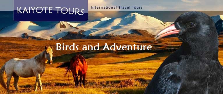 Mongolia Birding Adventure and Culture Tour