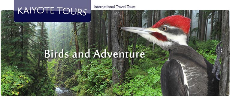 Guided Tours in Olympic National Park