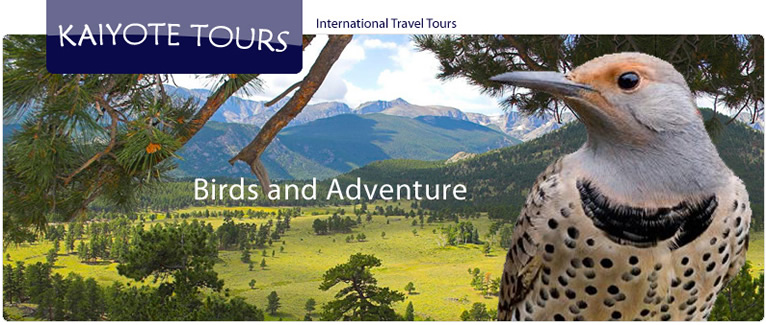 Birding and Exploring Colorado and Rocky Mountain National Park with Kaiyote Tours
